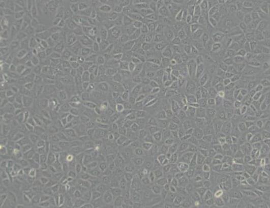 NRK-52E（大鼠肾细胞）
