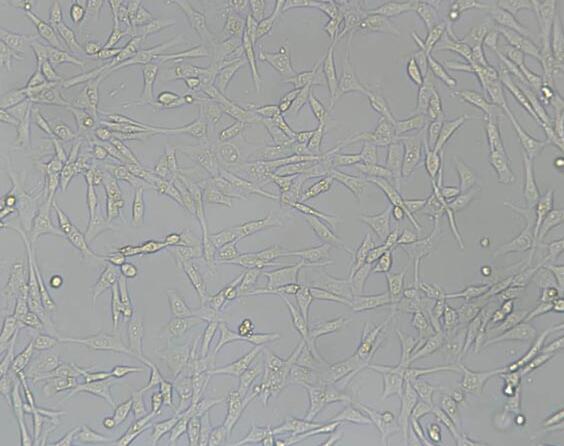 PA317（小鼠成纤维细胞）