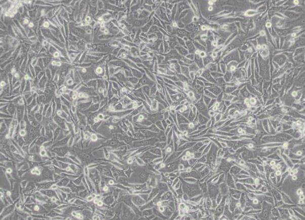 PC-3（人前列腺癌细胞）