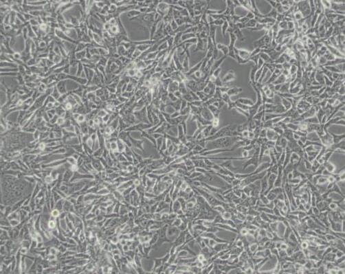 RD（人恶性胚胎横纹肌瘤细胞）