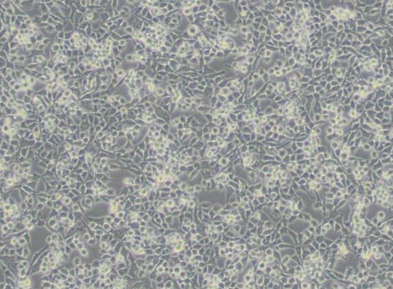 RSC96（大鼠雪旺细胞）