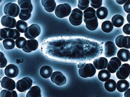 SGC-7901（人胃癌细胞）