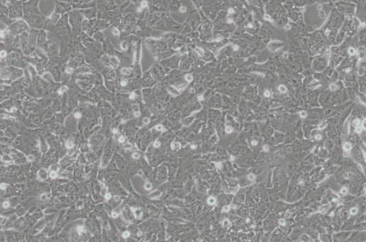 SK-MES-1（人肺鳞癌细胞）