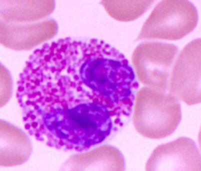 SMMC-7721（人肝癌细胞）