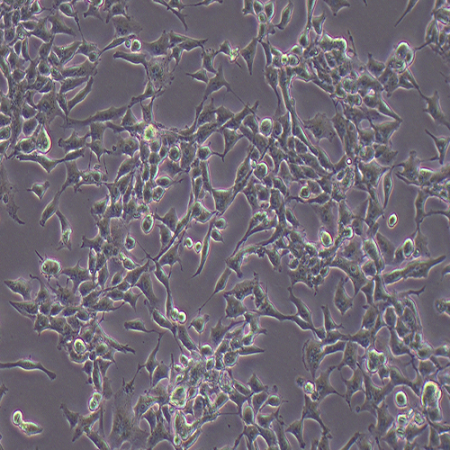 RD-LUC（人横纹肌肉瘤细胞-荧光素酶标记（STR鉴定正确））