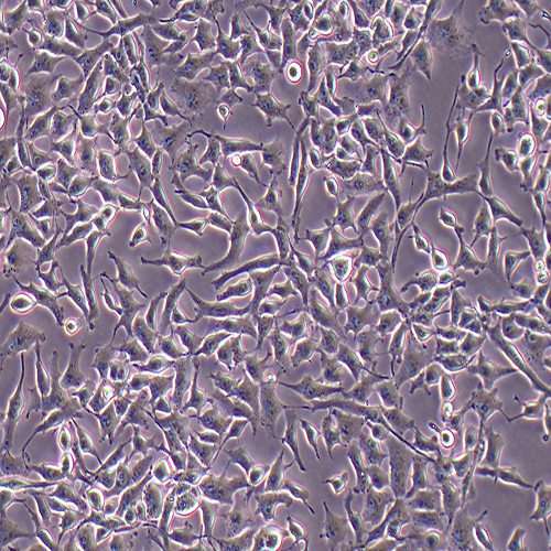 RD-LUC（人横纹肌肉瘤细胞-荧光素酶标记（STR鉴定正确））