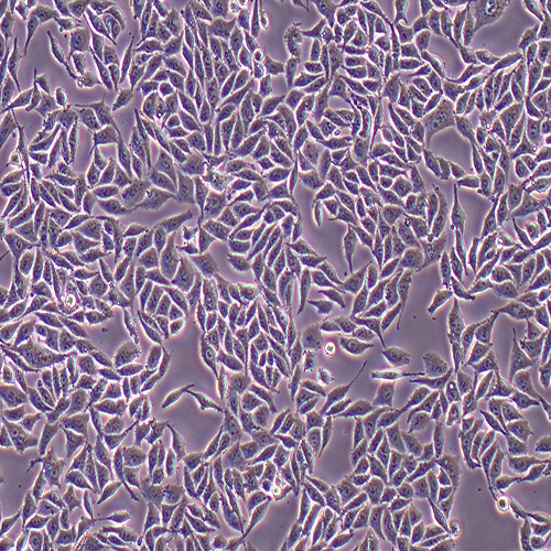 RKO-LUC（人结肠腺癌细胞-荧光素酶标记（STR鉴定正确））