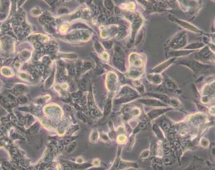 SW480 [SW-480] (人结肠癌细胞)（L15）