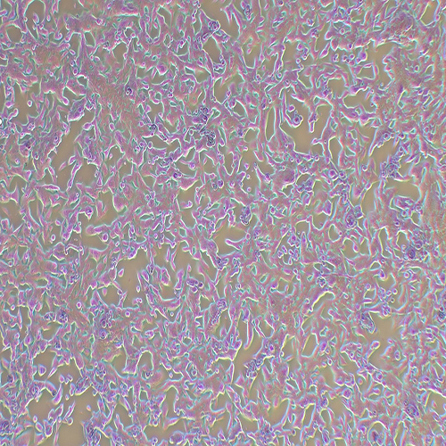 RM-1-LUC-PURO（小鼠前列腺癌细胞-荧光素酶标记）