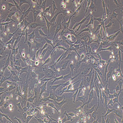 SCC7-LUC（小鼠鳞状细胞癌细胞-荧光素酶标记）