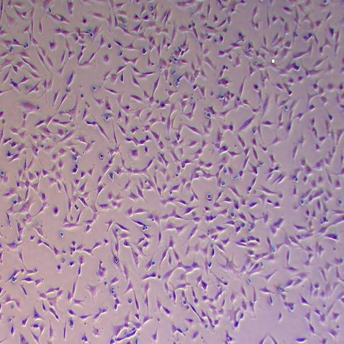 SCC7-LUC（小鼠鳞状细胞癌细胞-荧光素酶标记）