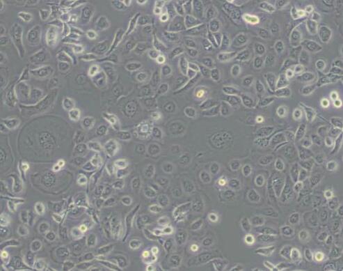 TE-1（人食管癌细胞）