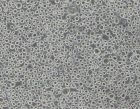 TF-1（人血液白血病细胞）