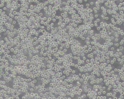 U-937（人组织细胞淋巴瘤细胞）