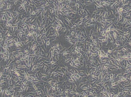 MC3T3-E1 Subclone 24（小鼠胚胎成骨细胞前体细胞）