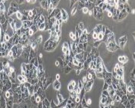 H-97（人高转移肝癌细胞）