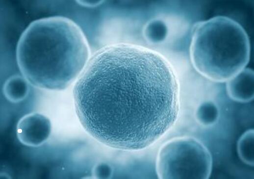 HO-8910PM（人高转移卵巢癌细胞）