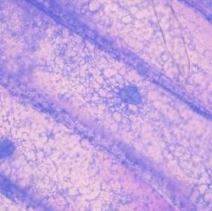 3T6-Swiss albino（小鼠胚胎成纤维细胞）