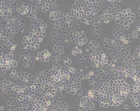 NCI-H460 [H460]（人大细胞肺癌细胞）