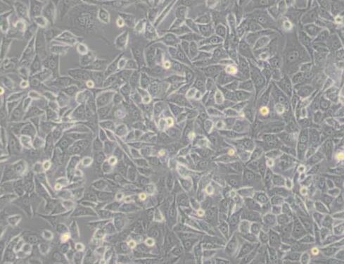 PC-3M（人前列腺癌细胞）