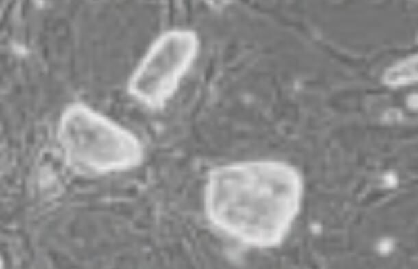 VE（人血管内皮细胞） 4345-03-3