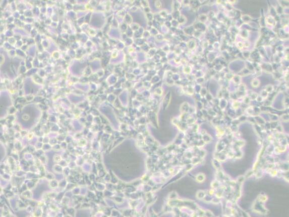 293E（人胚肾细胞(EBNA1基因修饰)）