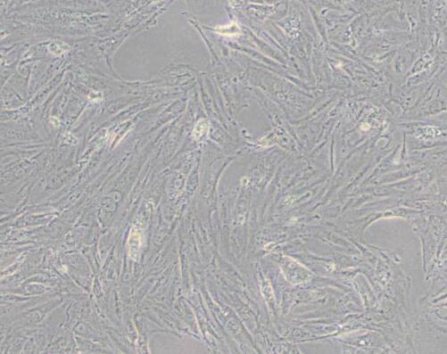 A7r5（大鼠胸大动脉平滑肌细胞）