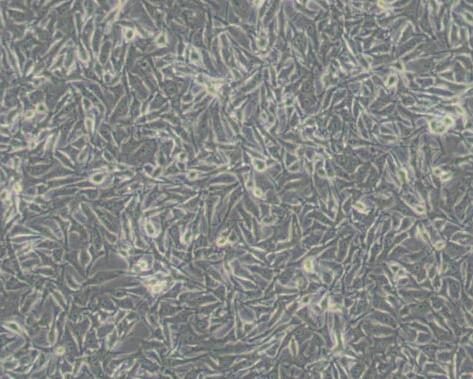 B16-F10（小鼠皮肤黑色素瘤细胞）