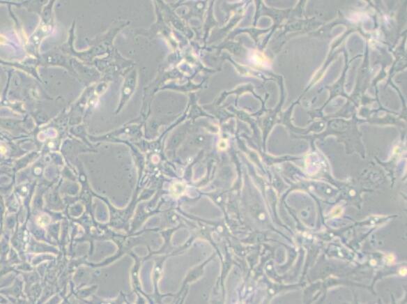 BT-20（人乳腺癌细胞）