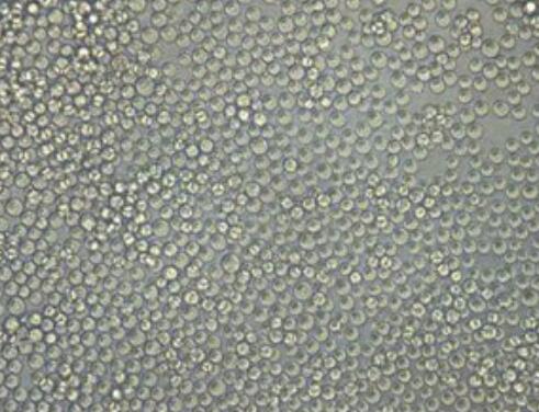 EBTr [NBL-4]（牛胚气管细胞）