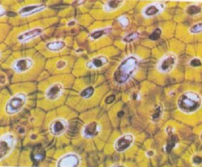 FC33（人胚胎肾细胞(Asp-2基因修饰)）