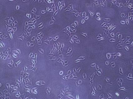 HFT-8810（人胎儿胸腺细胞株）