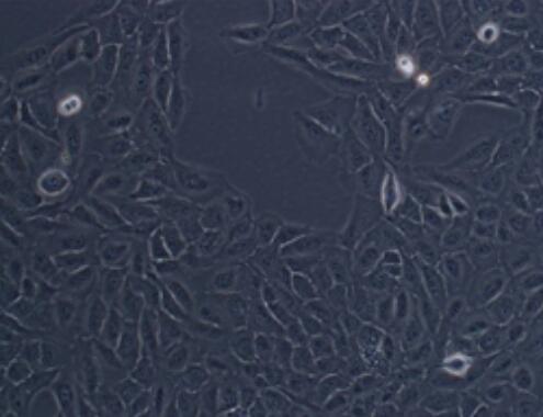 HLF-a（人肺细胞）