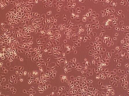 HuTu-80（人十二脂肠腺癌）