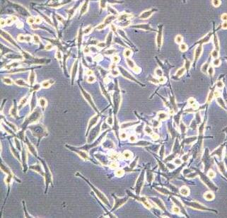 LA795（小鼠肺腺癌细胞）