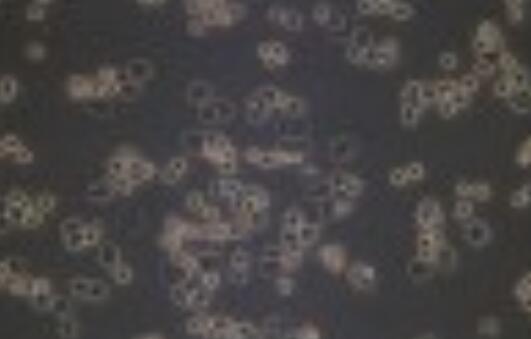 LLC-WRC 256 [Walker 256]（大鼠腹水癌细胞）