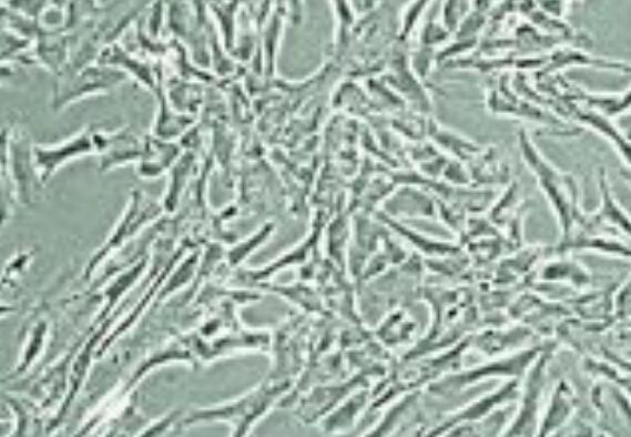 MDA-MB-175VII（人乳腺导管癌细胞）（L15）