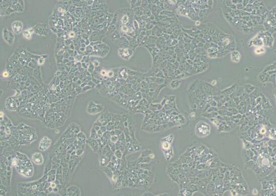 MS751（人子宫颈表皮癌细胞）