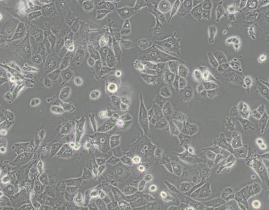 NCI-H226 [H226]（人肺鳞癌细胞）