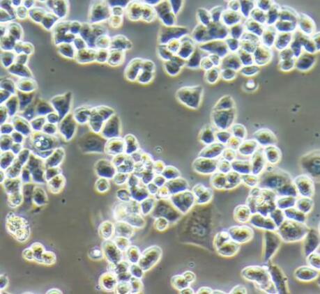 NCI-H2452 [H2452]（人间皮瘤细胞）