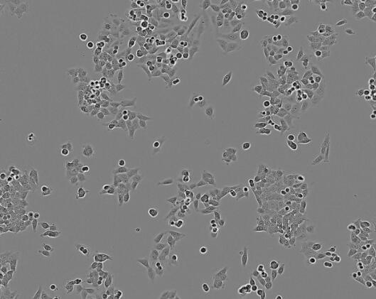 NCI-H524（人非小细胞肺癌细胞）