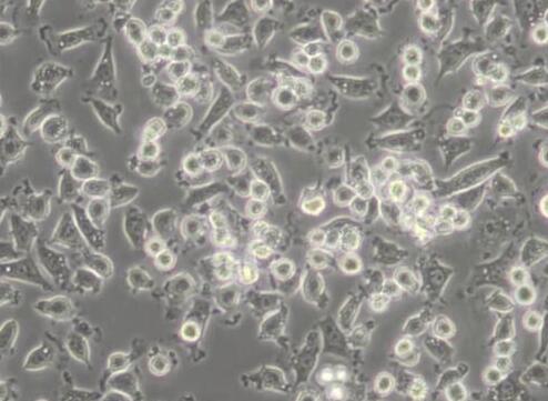 NCTC 1469（小鼠正常肝细胞）