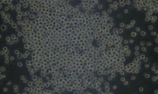 PC-3M-2B4（人前列腺癌低转移细胞株）