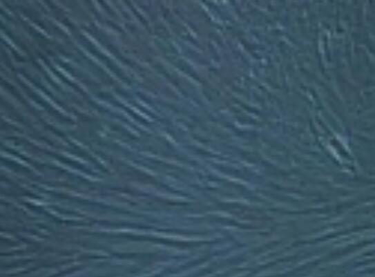 QG-56（人肺扁平上皮癌细胞）