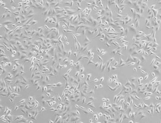 R 1610（仓鼠肺细胞）