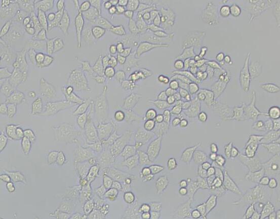 RKO-E6（人结肠癌转基因细胞）