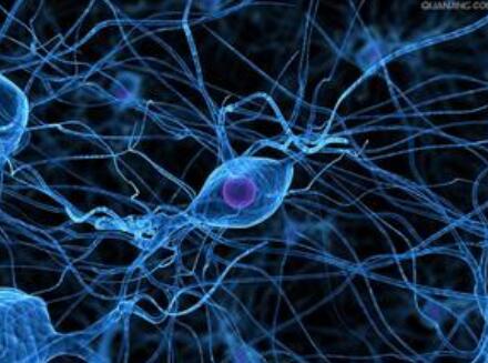 RL1（大鼠肺成纤维样细胞）