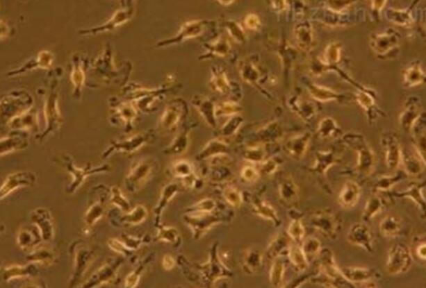 RS1（大鼠皮肤成纤维样细胞）