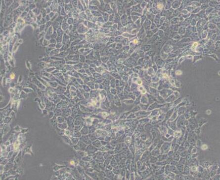RTE（大鼠气管上皮细胞）