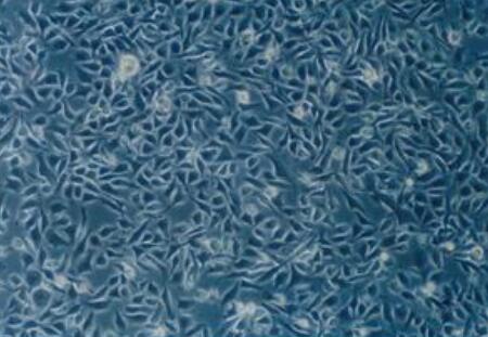 SF126（人脑瘤细胞）